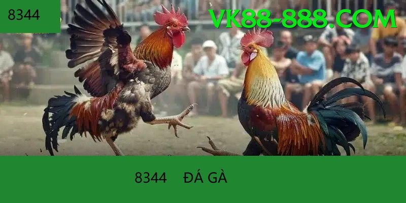 Đá Gà Trực Tiếp - Trải nghiệm tuyệt vời