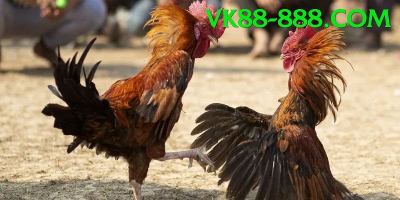 Đá Gà Trực Tiếp - Ưu đãi đặc biệt